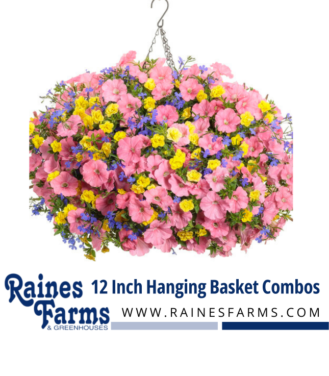 12 Inch Hanging Basket Combinations